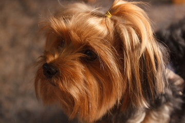 Yorkshire Terrier puppy breed