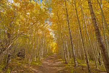 Walking Through a Grove of Aaspen in the Fall