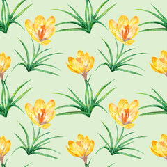 Yellow crocus flowers on bright green background for print. Floral daisy seamless pattern.