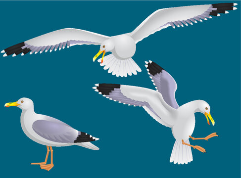 Herring Gull