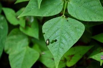 Insect food