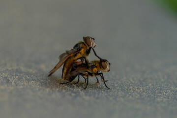 Two flies paring macro close up