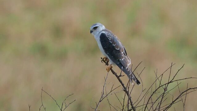 Black-winged Kite or Black-shouldered Kite, Elanus caeruleus, small diurnal bird of prey in the family Accipitridae, long-winged grey or white raptor, black shoulder patches, wing tips and eye stripe.