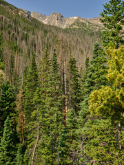 Pine trees at the foothills of the Rocky Mountains