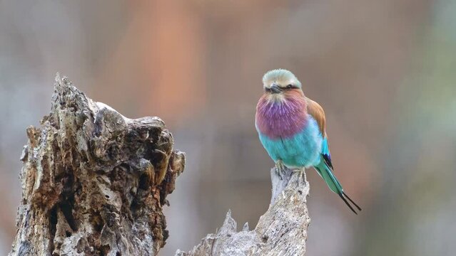Lilac-breasted Roller - Coracias caudatus - colorful magenta, blue, green bird in Africa, widely distributed in sub-Saharan Africa, vagrant to the Arabian Peninsula, prefers open woodland and savanna.