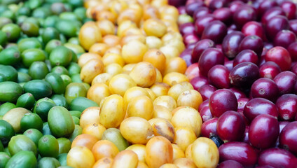 picture of ripe coffee beans, red berries Fresh Coffee Beans Coffee Beans Red Yellow Robusta Arabica Berry Harvest Coffee Yellow Bourbon