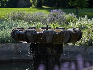 Old fountain in beautiful sunlight in a garden with lavender