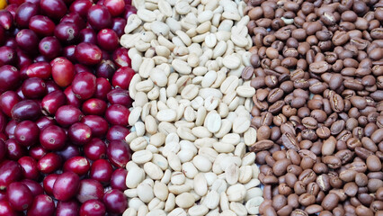 picture of ripe coffee beans, red berries Fresh Coffee Beans Coffee Beans Red Yellow Robusta Arabica Berry Harvest Coffee Yellow Bourbon