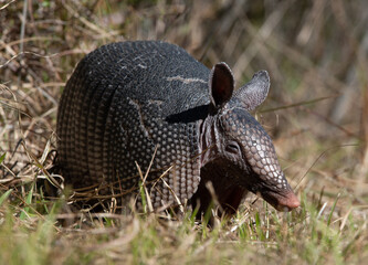 close up armadillo 
