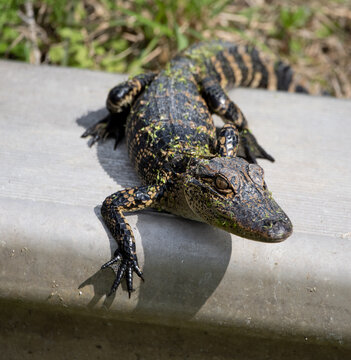 baby alligator on metal barrier