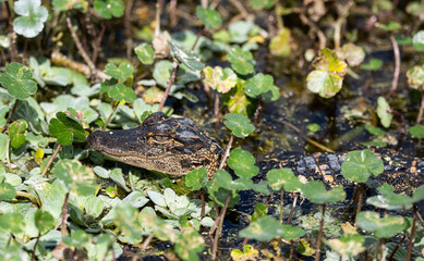 smiling baby alligator