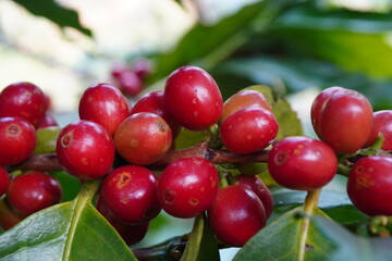 picture of ripe coffee beans, red berries Fresh Coffee Beans Coffee Beans Red Yellow Robusta Arabica Berry Harvest Coffee Yellow Bourbon