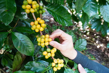 picture of ripe coffee beans, red berries Fresh Coffee Beans Coffee Beans Red Yellow Robusta Arabica Berry Harvest Coffee Yellow Bourbon