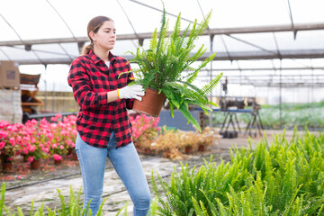 Young european woman gardener choosing green nephrolepis in pot in greenhouse