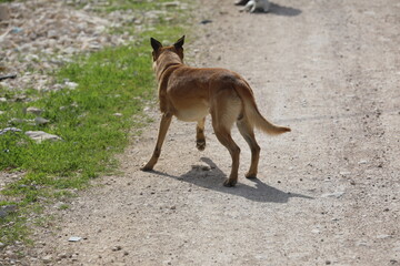 German pinscher dog running in a summer meadow. High quality photo