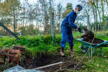 gardener work for plant a magnolia tree