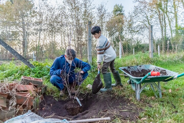 gardener and a boy work to plant a magnolia tree