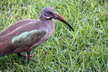 Hagedasch (Bostrychia hagedash) sucht auf Wiese nach Futter