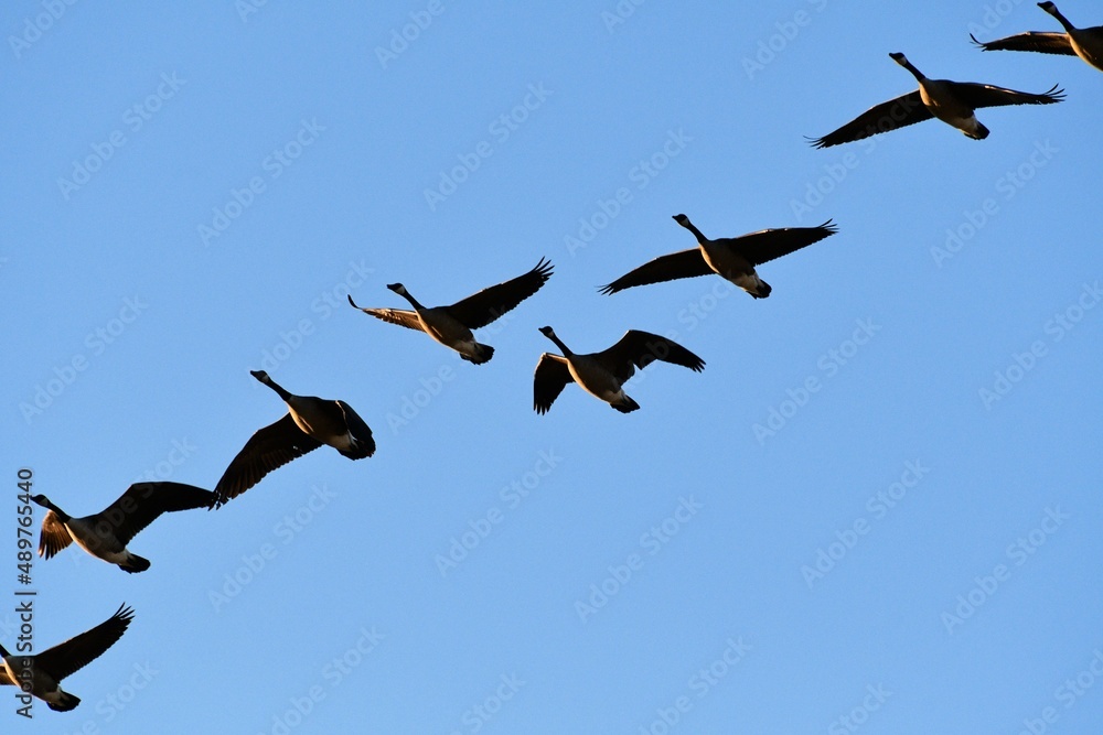 Canvas Prints flock of geese in a blue sky