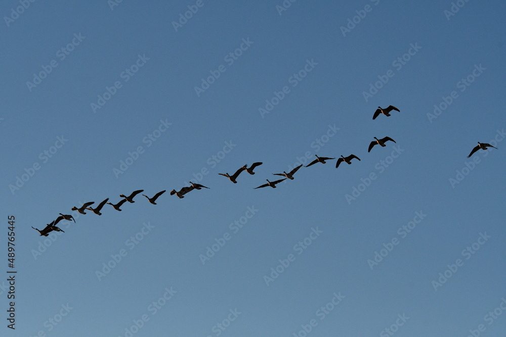 Wall mural flock of geese in a blue sky