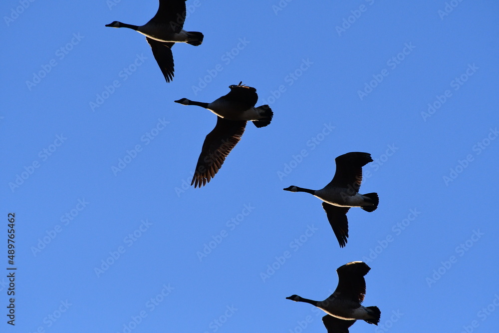 Wall mural geese flying in a blue sky