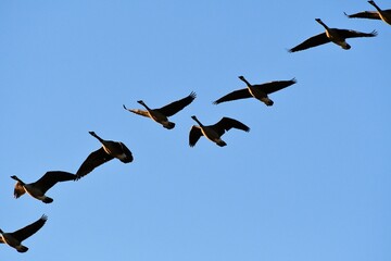 Flock of Geese in a Blue Sky