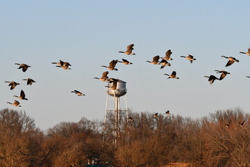 Flock of Geese Flying in a Blue Sky