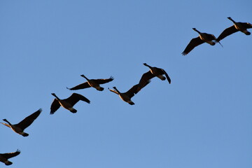 Flock of Geese in a Blue Sky