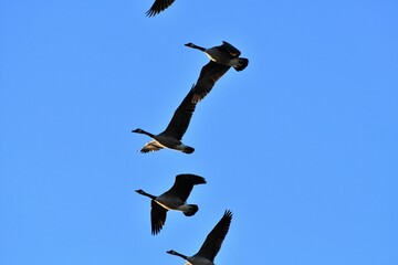 Flock of Geese Flying in a Blue Sky