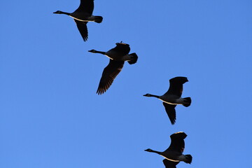 Geese Flying in a Blue Sky