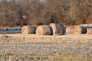 Hay Bales in a Farm Field