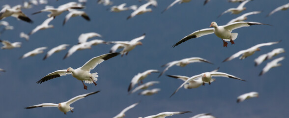 Winter Snow Geese Flocks in Skagit Valley Washington