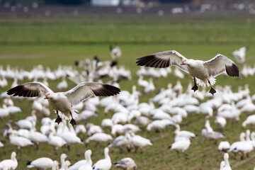 Winter Snow Geese Flocks in Skagit Valley Washington