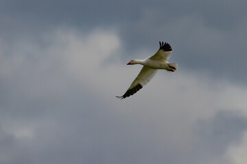 Snow Goose Deciding on a Landing Spot