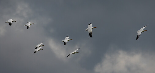 Fototapeta premium Winter Snow Geese Flocks in Skagit Valley Washington