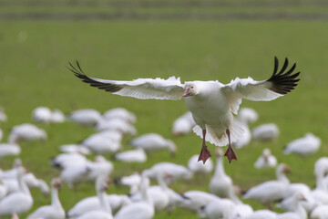 Snow Goose Deciding on a Landing Spot