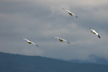 Fototapeta na wymiar Winter Snow Geese Flocks in Skagit Valley Washington