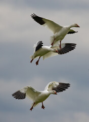 Winter Snow Geese Flocks in Skagit Valley Washington