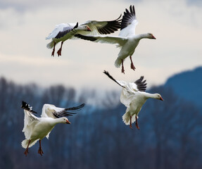 Winter Snow Geese Flocks in Skagit Valley Washington