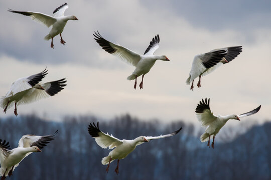 Winter Snow Geese Flocks in Skagit Valley Washington