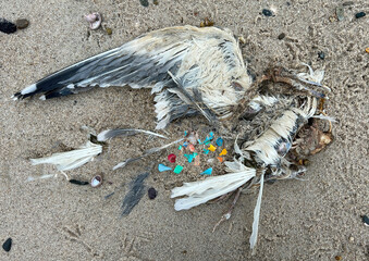 Seagull with Plastics at Chatham, Cape Cod - Powered by Adobe