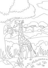 Coloring page. Big kind giraffe with long neck stands and eats leaves.