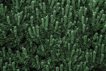 Green spruce needles texture wallpaper, green natural background