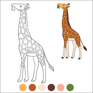 Color me: wild animals. Cute giraffe with long neck stands and eats leaves.