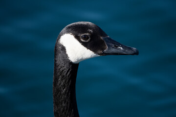 Portrait of a Candian Goose