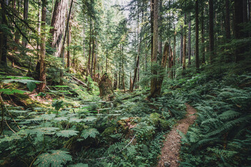 Trail through a temparate rainforest in Olympic National Park, WA - obrazy, fototapety, plakaty
