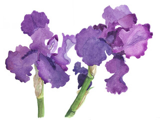 花の水彩画ジャーマンアイリス