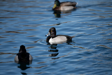 Fototapeta premium Drake Ring Neck Duke at a local pond