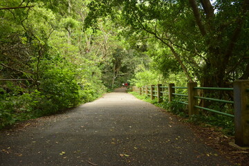 Naklejka premium Vegetação encontrada na Trilha do Morro da Urca