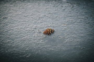 Pinecone in frozen river in Bend Oregon